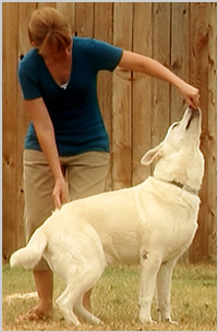 Picture of the pro dog trainer teaching a dog to sit